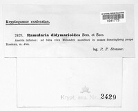 Ramularia didymarioides image
